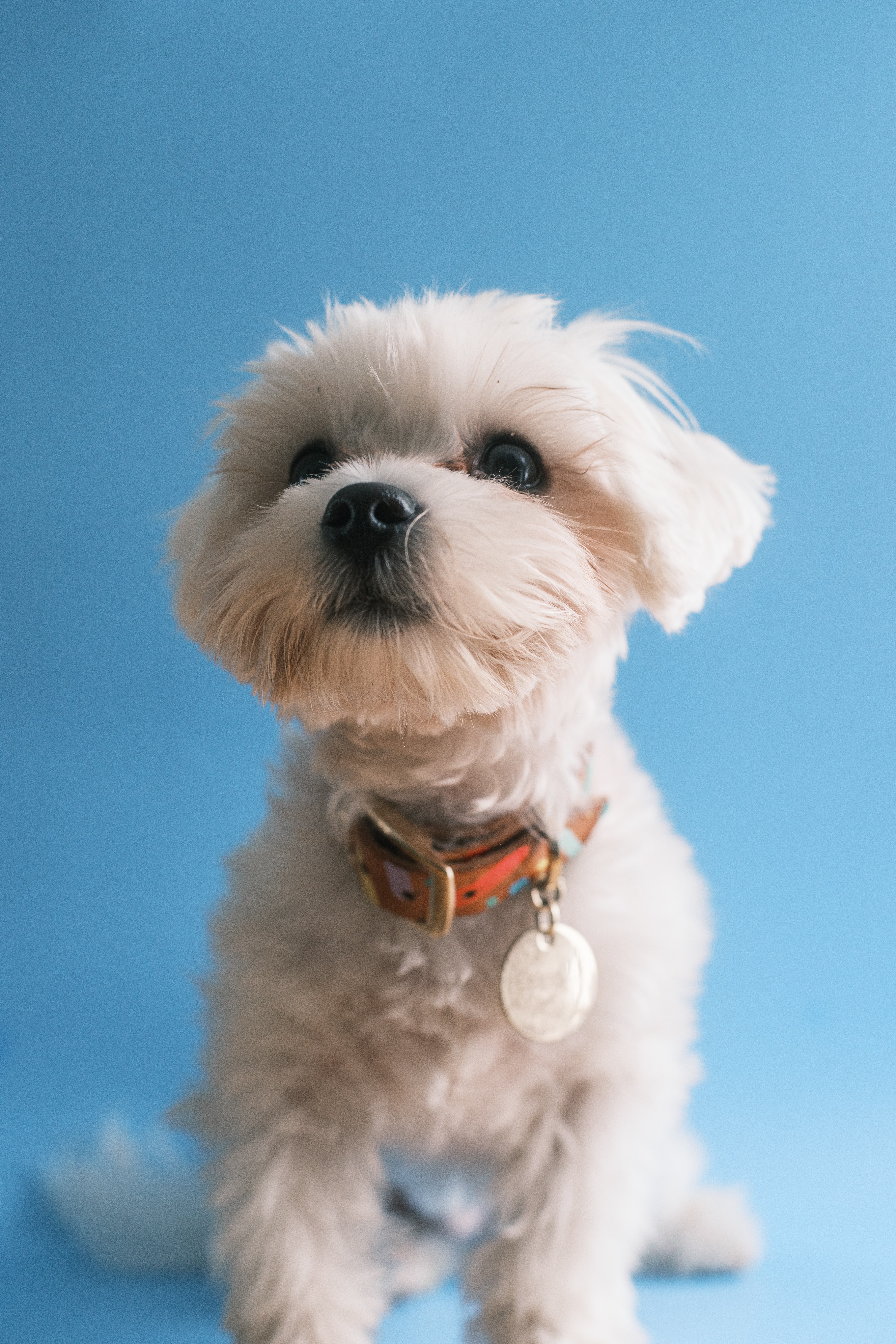 Blue hill sale maltese